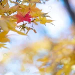colorful autumn maple leaves natural light backgro rnd899 frp4679227 - title:Home - اورچین فایل - format: - sku: - keywords:وکتور,موکاپ,افکت متنی,پروژه افترافکت p_id:63922