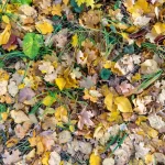 - colorful background image fallen autumn leaves rnd784 frp31059533 - Home