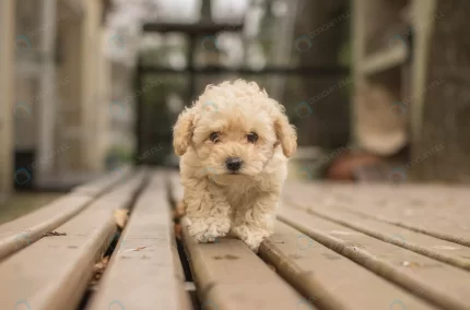 cute beige shih poo maltipoo dog walking wooden d crcf209cc58 size11.32mb 4404x2904 1 - title:graphic home - اورچین فایل - format: - sku: - keywords: p_id:353984