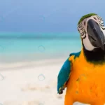 cute bright colorful parrot white sand maldives crcf41808e1 size5.29mb 5040x2555 - title:Home - اورچین فایل - format: - sku: - keywords:وکتور,موکاپ,افکت متنی,پروژه افترافکت p_id:63922
