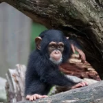 cute little chimpanzee sitting tree crc9ae42188 size11.20mb 4752x3168 - title:Home - اورچین فایل - format: - sku: - keywords:وکتور,موکاپ,افکت متنی,پروژه افترافکت p_id:63922