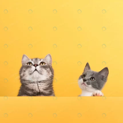 cute little gray cat kitten yellow looks plays bu crc7e88a8e9 size5.5mb 3648x3648 1 - title:graphic home - اورچین فایل - format: - sku: - keywords: p_id:353984