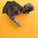 cute little gray cat kitten yellow looks plays bu crc8755496a size9.08mb 4079x5099 1 - title:Home - اورچین فایل - format: - sku: - keywords:وکتور,موکاپ,افکت متنی,پروژه افترافکت p_id:63922
