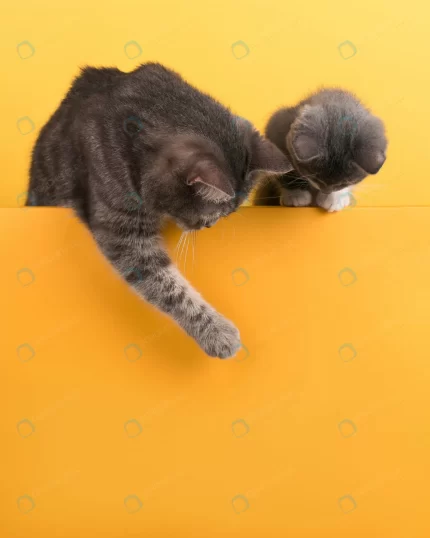 cute little gray cat kitten yellow looks plays bu crc8755496a size9.08mb 4079x5099 1 - title:graphic home - اورچین فایل - format: - sku: - keywords: p_id:353984