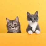 cute little gray cat kitten yellow looks plays bu crc9142ea26 size5.37mb 3516x3516 1 - title:Home - اورچین فایل - format: - sku: - keywords:وکتور,موکاپ,افکت متنی,پروژه افترافکت p_id:63922
