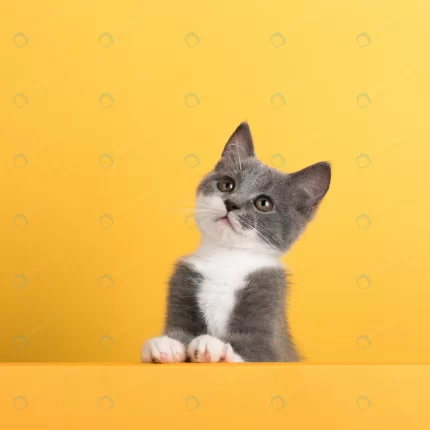 cute little gray cat yellow looks plays buisiness crc02ac27e0 size4.63mb 3378x3378 - title:graphic home - اورچین فایل - format: - sku: - keywords: p_id:353984