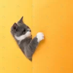cute little gray cat yellow looks plays buisiness crc925fe33c size5.91mb 3432x3432 1 - title:Home - اورچین فایل - format: - sku: - keywords:وکتور,موکاپ,افکت متنی,پروژه افترافکت p_id:63922