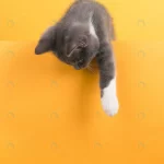 cute little gray cat yellow looks plays buisiness crca835c256 size7.23mb 3708x4944 1 - title:Home - اورچین فایل - format: - sku: - keywords:وکتور,موکاپ,افکت متنی,پروژه افترافکت p_id:63922