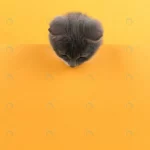 cute little gray cat yellow looks plays buisiness crcb0a36b72 size6.73mb 3663x4884 - title:Home - اورچین فایل - format: - sku: - keywords:وکتور,موکاپ,افکت متنی,پروژه افترافکت p_id:63922