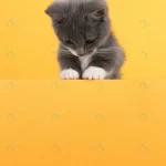 cute little gray cat yellow looks plays buisiness crcc86e58a0 size6.89mb 3329x4439 1 - title:Home - اورچین فایل - format: - sku: - keywords:وکتور,موکاپ,افکت متنی,پروژه افترافکت p_id:63922