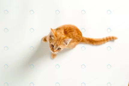 cute red kitten white background playful funny pe crc2dee0373 size4.56mb 4584x3056 1 - title:graphic home - اورچین فایل - format: - sku: - keywords: p_id:353984