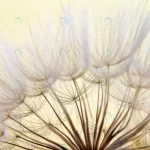 - dandelion seed background seed macro closeup sprin rnd810 frp7111865 - Home