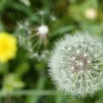 - dandelion seed yellow flower crc00dd76a6 size10.42mb 7200x4800 - Home