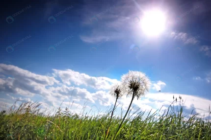 dandelions meadow sunny day crc7839173b size2.75mb 3008x2000 - title:graphic home - اورچین فایل - format: - sku: - keywords: p_id:353984
