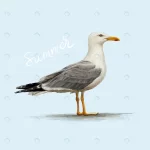 detailed illustration seagull crcc8327dd9 size4.21mb 1 - title:Home - اورچین فایل - format: - sku: - keywords:وکتور,موکاپ,افکت متنی,پروژه افترافکت p_id:63922
