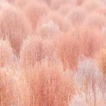 - dry pink kochia autumn season crc4aebc49e size14.32mb 6016x4016 - Home