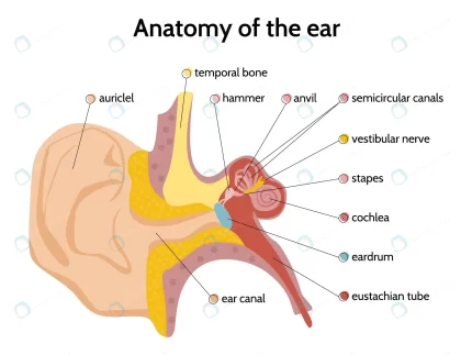 ear anatomy infographics with flat images interna crcbbef9088 size1.17mb - title:graphic home - اورچین فایل - format: - sku: - keywords: p_id:353984