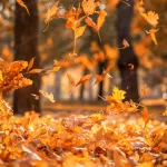 falling dry yellow maple leaves autumn crcfc41e004 size5.58mb 4370x6587 - title:Home - اورچین فایل - format: - sku: - keywords:وکتور,موکاپ,افکت متنی,پروژه افترافکت p_id:63922