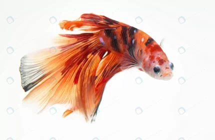 fancy nemo betta siamese fighting fish crcf725618a size3.86mb 4500x2929 - title:graphic home - اورچین فایل - format: - sku: - keywords: p_id:353984