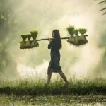 farmers grow rice rainy season crc761903b9 size15.41mb 7242x4833 - title:Home - اورچین فایل - format: - sku: - keywords:وکتور,موکاپ,افکت متنی,پروژه افترافکت p_id:63922