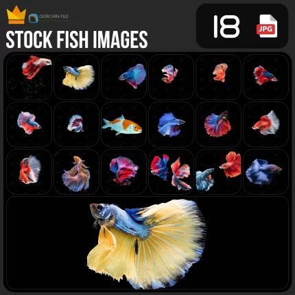 fishes 1ab - title:Home - اورچین فایل - format: - sku: - keywords:وکتور,موکاپ,افکت متنی,پروژه افترافکت p_id:63922