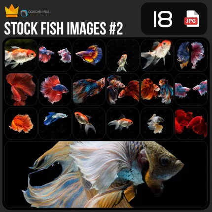 fishes 2ab - title:Home - اورچین فایل - format: - sku: - keywords:وکتور,موکاپ,افکت متنی,پروژه افترافکت p_id:63922
