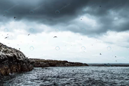 flock seabirds flying farne islands northumberlan crce8a3e857 size12.58mb 5825x3884 - title:graphic home - اورچین فایل - format: - sku: - keywords: p_id:353984