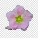 flower object with transparent background psd crca13cfff0 size24.53mb - title:Home - اورچین فایل - format: - sku: - keywords:وکتور,موکاپ,افکت متنی,پروژه افترافکت p_id:63922
