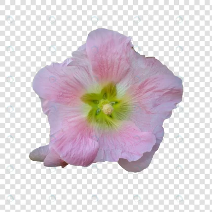 flower object with transparent background psd crca13cfff0 size24.53mb - title:graphic home - اورچین فایل - format: - sku: - keywords: p_id:353984