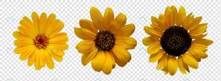 flower object with transparent background psd crcb716a5c9 size58.69mb - title:graphic home - اورچین فایل - format: - sku: - keywords: p_id:353984