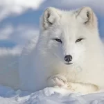 fluffy arctic fox lies snow winter crc554686e5 size1.00mb 3556x2000 - title:Home - اورچین فایل - format: - sku: - keywords:وکتور,موکاپ,افکت متنی,پروژه افترافکت p_id:63922