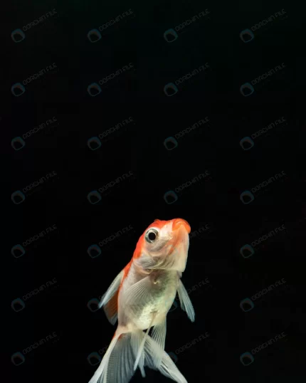 front view betta fish with copy space crcba1e9186 size5.15mb 3584x4480 - title:graphic home - اورچین فایل - format: - sku: - keywords: p_id:353984