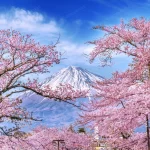fuji mountain cherry blossoms spring japan crc56c26b83 size15.67mb 6000x4000 1 - title:Home - اورچین فایل - format: - sku: - keywords:وکتور,موکاپ,افکت متنی,پروژه افترافکت p_id:63922