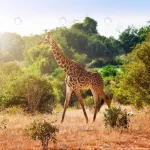 giraffe savanna crc3bdd864a size6.11mb 4665x3110 - title:Home - اورچین فایل - format: - sku: - keywords:وکتور,موکاپ,افکت متنی,پروژه افترافکت p_id:63922
