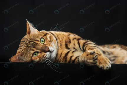 golden bengal cat black wall crcb37d6578 size11.24mb 5760x3840 1 - title:graphic home - اورچین فایل - format: - sku: - keywords: p_id:353984