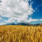 golden field wheat background infinite cloudy blu crcb6ac8f5c size11.42mb 4500x3000 - title:Home - اورچین فایل - format: - sku: - keywords:وکتور,موکاپ,افکت متنی,پروژه افترافکت p_id:63922