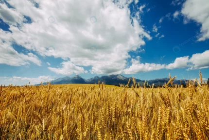 golden field wheat background infinite cloudy blu crcb6ac8f5c size11.42mb 4500x3000 - title:graphic home - اورچین فایل - format: - sku: - keywords: p_id:353984
