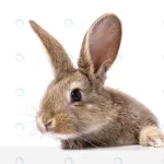 gray fluffy rabbit looking signboard crca89ad4e3 size5.69mb 5184x3456 - title:Home - اورچین فایل - format: - sku: - keywords:وکتور,موکاپ,افکت متنی,پروژه افترافکت p_id:63922