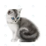 gray little kitten with blue eyes isolate crc0918195e size1.85mb 3500x2333 1 - title:Home - اورچین فایل - format: - sku: - keywords:وکتور,موکاپ,افکت متنی,پروژه افترافکت p_id:63922