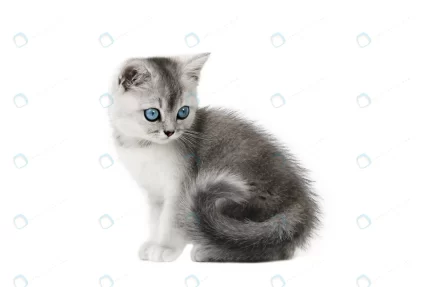 gray little kitten with blue eyes isolate crc0918195e size1.85mb 3500x2333 1 - title:graphic home - اورچین فایل - format: - sku: - keywords: p_id:353984