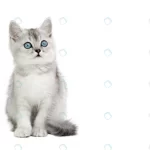 gray scottish kitten with blue eyes isolate crc27df6e77 size2.4mb 4500x3000 1 - title:Home - اورچین فایل - format: - sku: - keywords:وکتور,موکاپ,افکت متنی,پروژه افترافکت p_id:63922