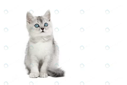 gray scottish kitten with blue eyes isolate crc27df6e77 size2.4mb 4500x3000 1 - title:graphic home - اورچین فایل - format: - sku: - keywords: p_id:353984
