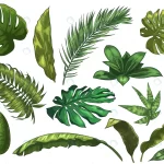 - green tropical leaves hand drawn rainforest natur crc9875c117 size7.72mb - Home