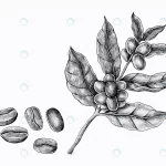 hand drawn coffee plant with beans crcdbb68c9b size12.71mb 1 - title:Home - اورچین فایل - format: - sku: - keywords:وکتور,موکاپ,افکت متنی,پروژه افترافکت p_id:63922
