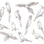hand drawn sketches parrots crc54878860 size4.27mb - title:Home - اورچین فایل - format: - sku: - keywords:وکتور,موکاپ,افکت متنی,پروژه افترافکت p_id:63922