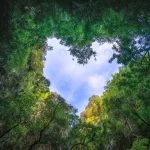 - heart shaped photography sky rain forest nature b crcea55dd50 size25.97mb 6000x4000 - Home