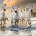 herd white horses running through water image tak crc70c7d7f9 size22.68mb 7360x4912 1 - title:Home - اورچین فایل - format: - sku: - keywords:وکتور,موکاپ,افکت متنی,پروژه افترافکت p_id:63922