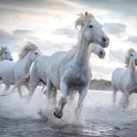 herd white horses running through water image tak crcf8783671 size8.25mb 7360x4912 1 - title:Home - اورچین فایل - format: - sku: - keywords:وکتور,موکاپ,افکت متنی,پروژه افترافکت p_id:63922