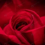 high angle closeup shot magnificent red rose crc72160e72 size21.75mb 7952x5304 - title:Home - اورچین فایل - format: - sku: - keywords:وکتور,موکاپ,افکت متنی,پروژه افترافکت p_id:63922