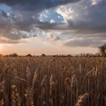 - horizontal shot wheat spike field time sunset bre crc8e026d5b size19.38mb 7360x4912 - Home